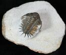 Cute Little Crotalocephalus Africanus Trilobite #13503-4